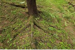 Photo Textures of Forest